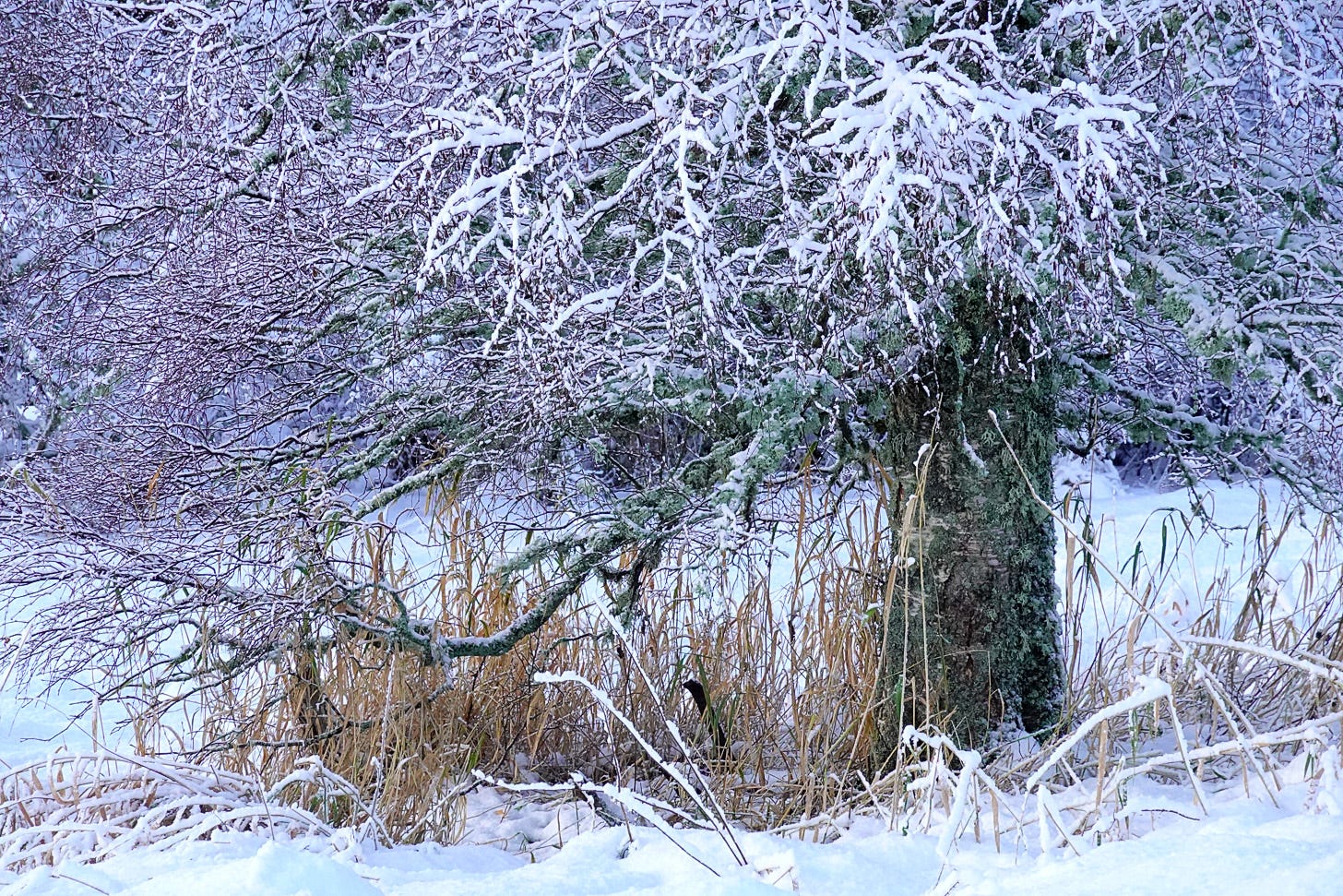 Snow covered branches of birch (Betula pendula) on the edge of a Scottish moss