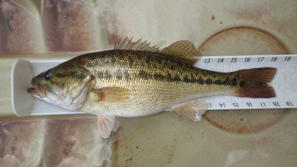 The Alabama bass has a tooth path present on the tongue, a dark blotchy lateral band present from head to tail, rows of dark spots present below the lateral band, and its jaw, when fully closed, extends to the middle rear of the eye.