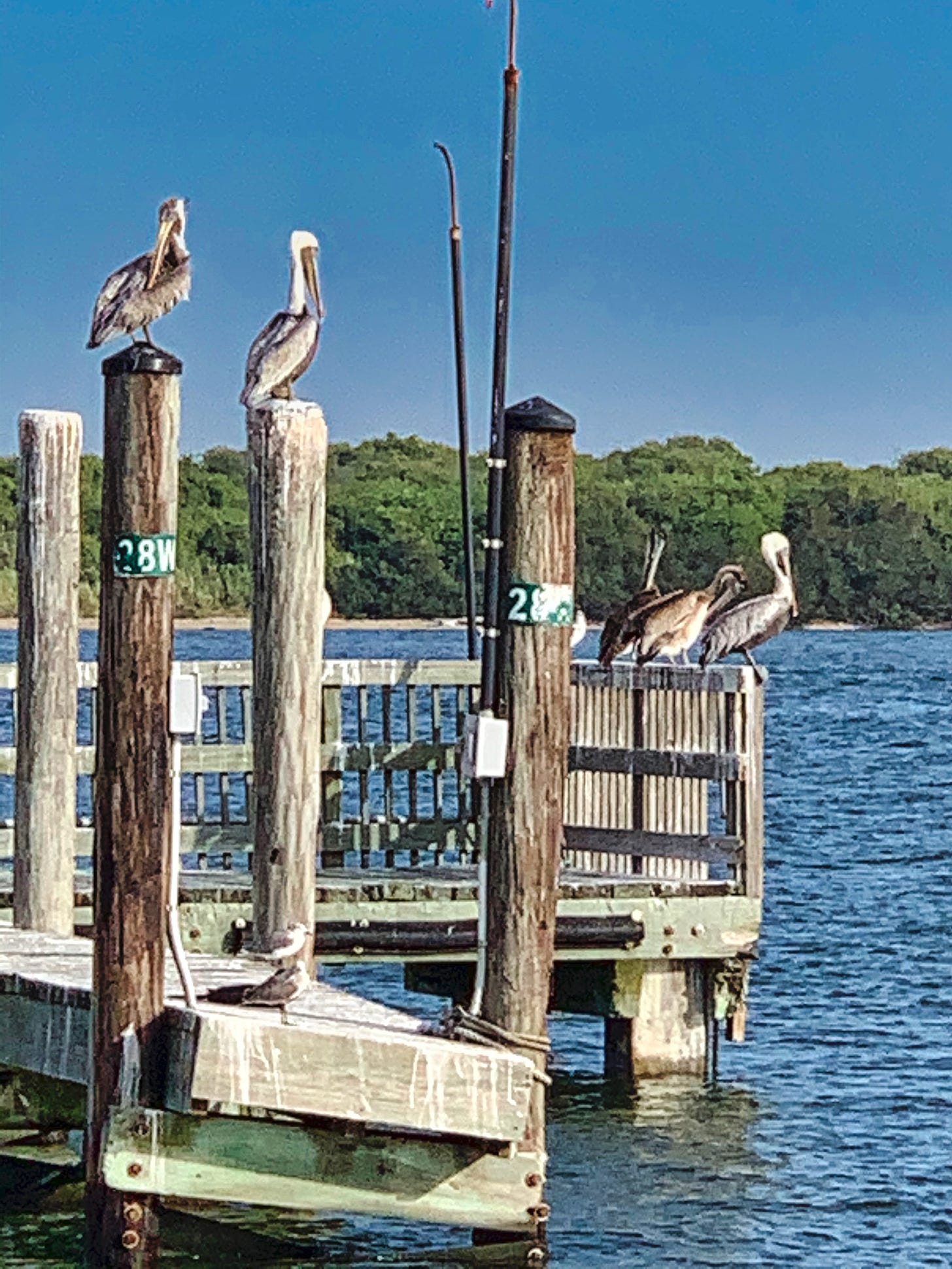 Brown pelicans sitting on top of the posts of dock overlooking the bay. 