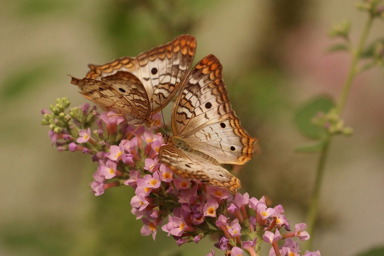 Brown butterflies sit atop a branch with pink flowers