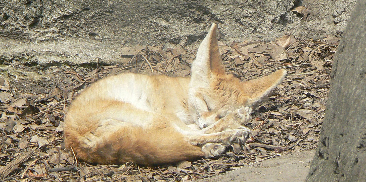 The world's smallest fox, with ginormous ears, having a little nap.