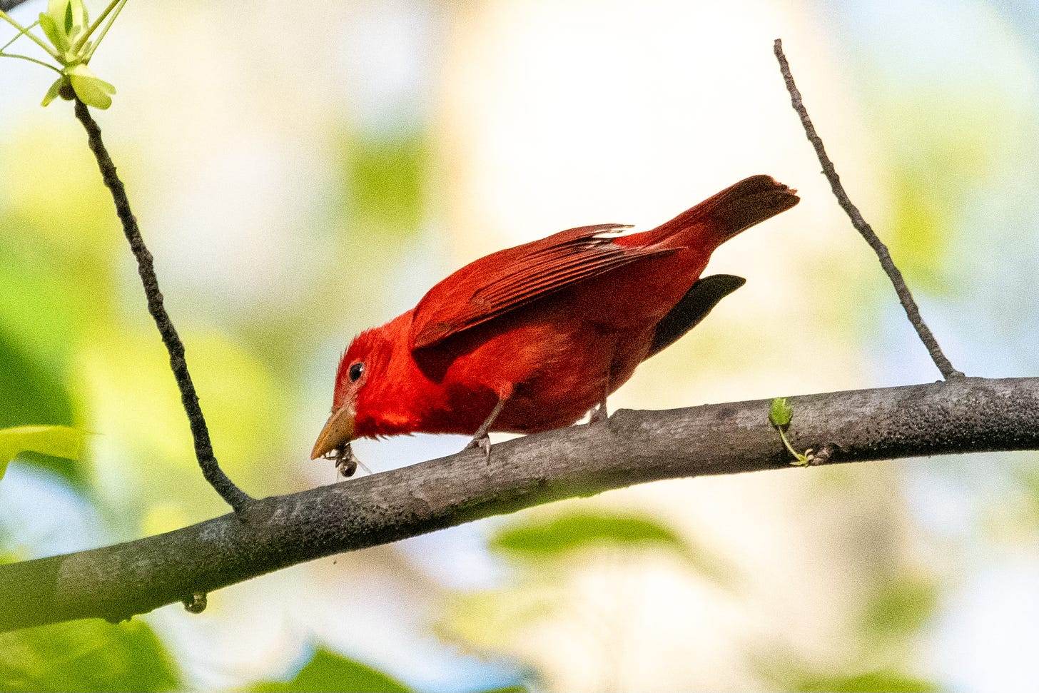 A fire-red bird with a thick orange bill is munching on a wasp