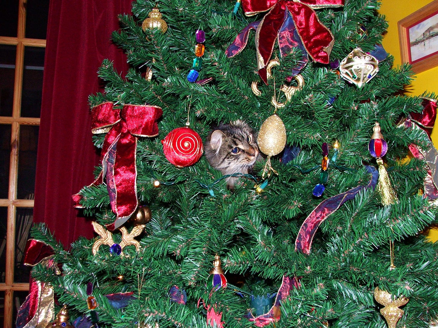 photo of a Christmas tree with a lovely cat hiding inside it