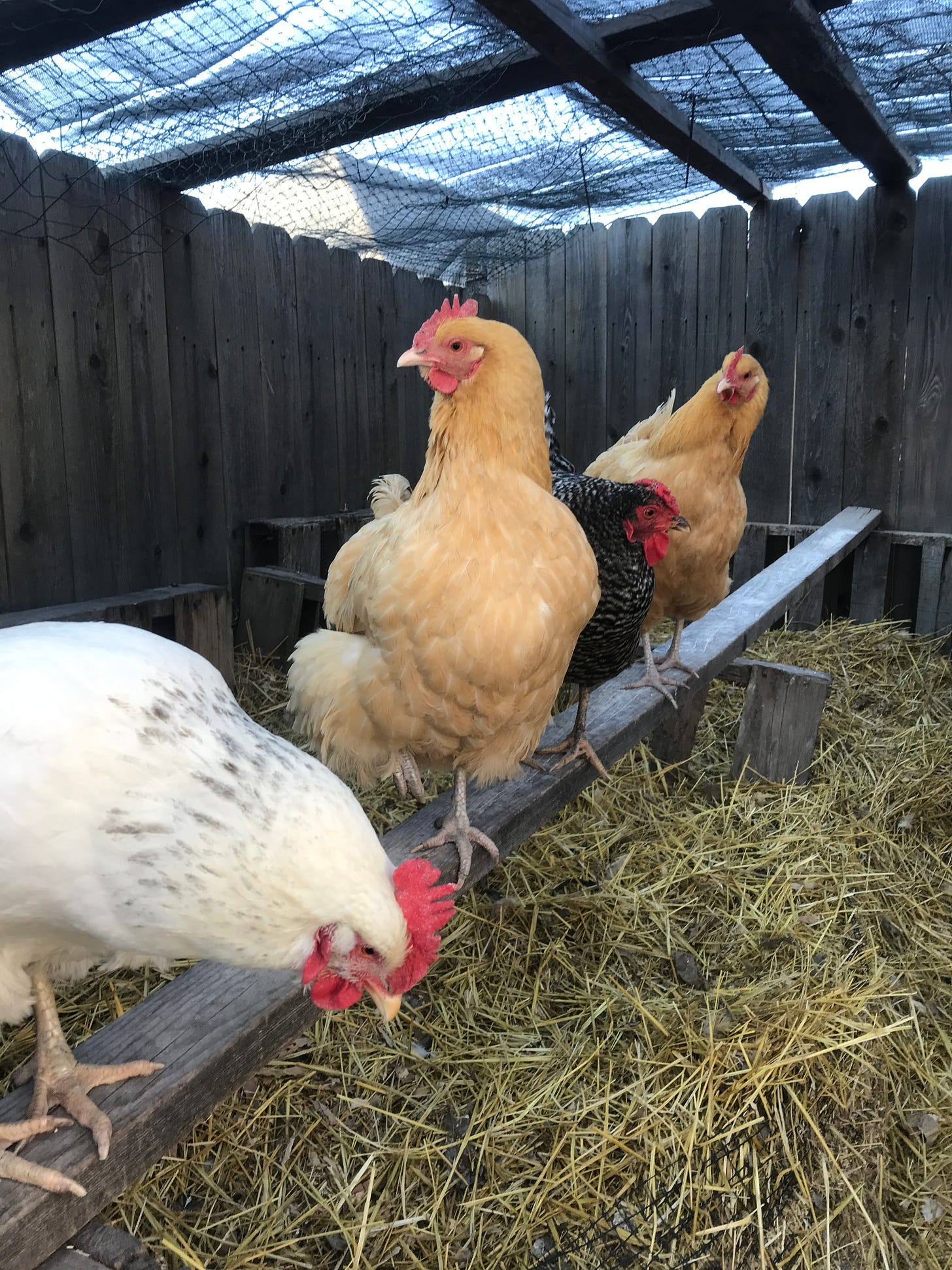 Chickens in coop, perched on a board