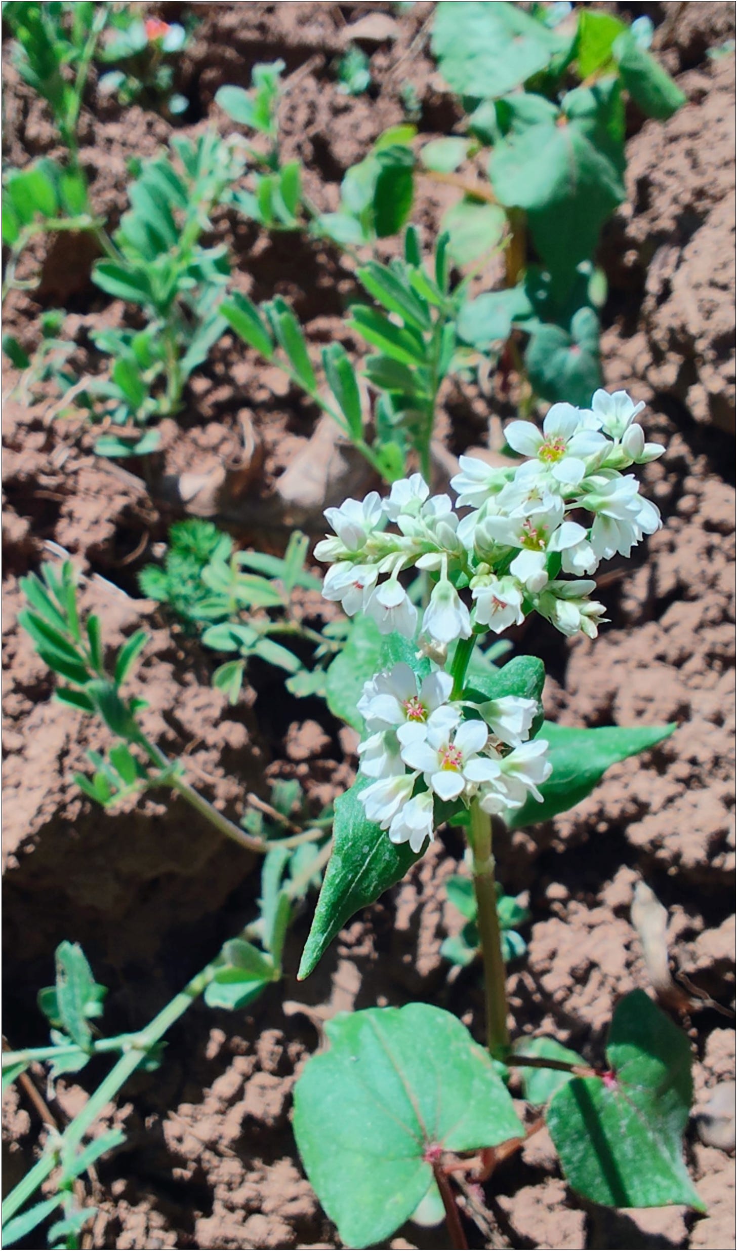 Buckwheat flowers to feed our beneficial insects.