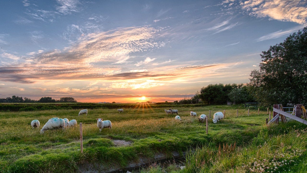 the sun is low in a blue sky with a few clouds, sheep in a meadow with long grass are in the foreground
