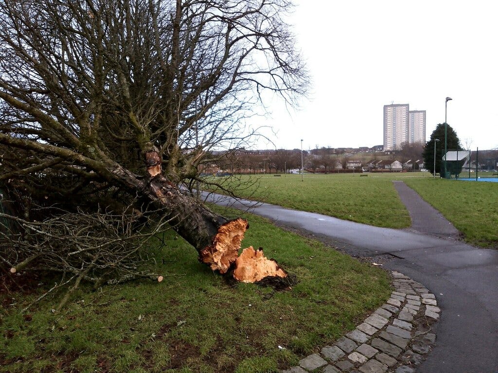 Photo of tree felled by Storm Isha at Drumchapel Park, Glasgow