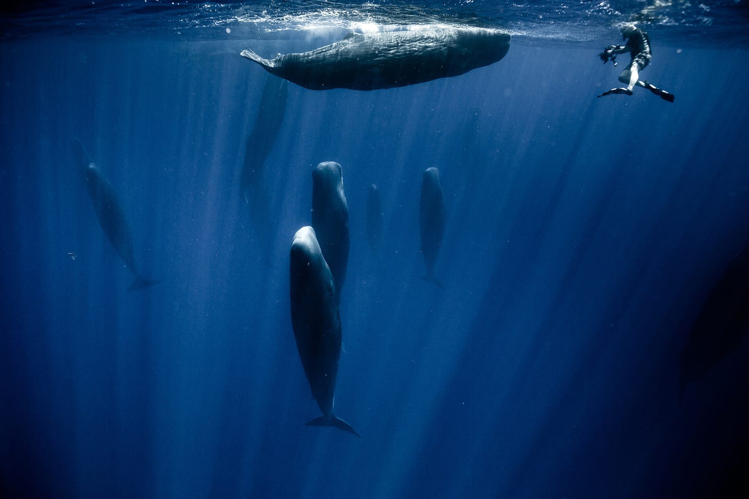 Photo Shows How Sperm Whales Sleep