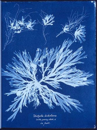Une algue photographiée en cyanotype, en blanc sur fond bleu, par Ana Atkins au XIX° siècle Une algue photographiée en cyanotype, en blanc sur fond bleu, par Ana Atkins au XIX° siècle