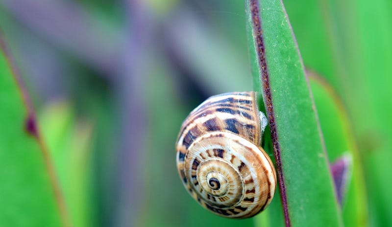 A snail crawling up a leaf