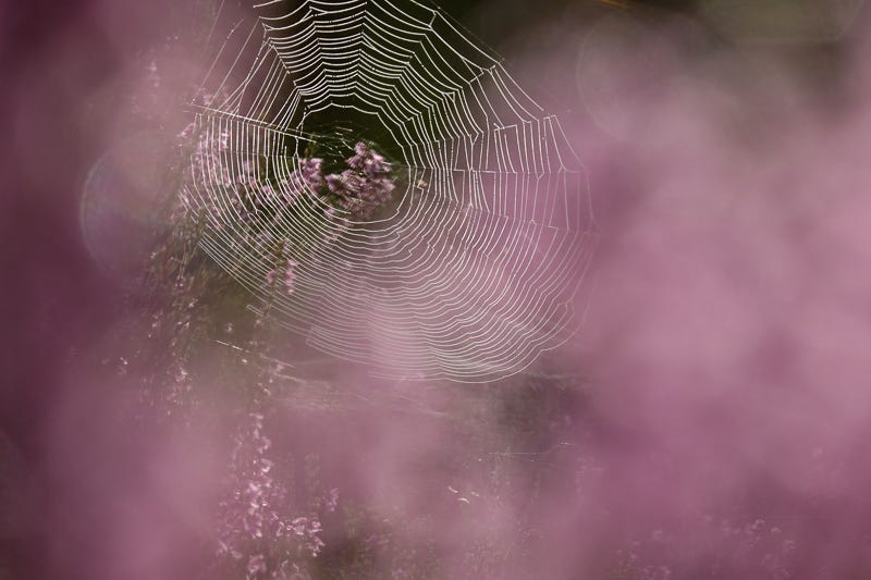 Dew coated circular spider's web on purple flowering heather