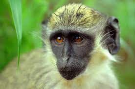 Green Monkey, Chlorocebus sabaeus | New England Primate Conservancy