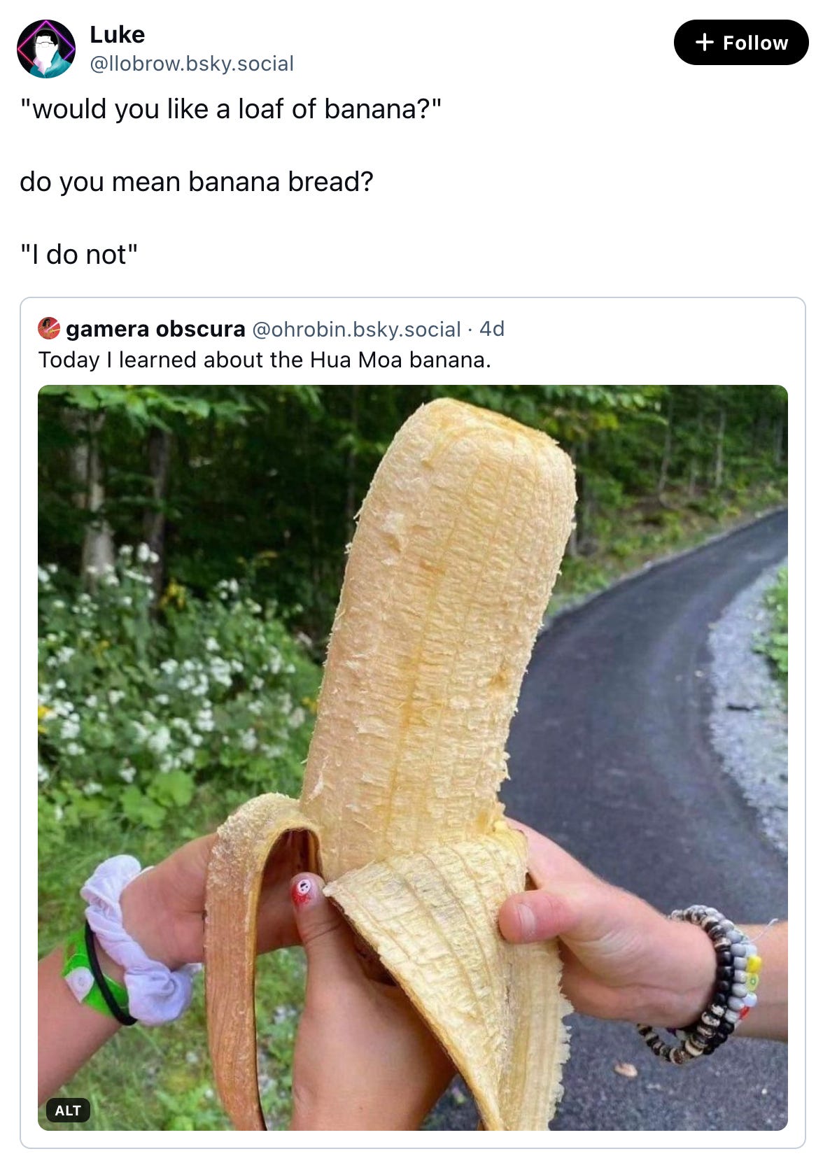  Luke @llobrow.bsky.social "would you like a loaf of banana?"  do you mean banana bread?  "I do not"  gamera obscura @ohrobin.bsky.social · 4d Today I learned about the Hua Moa banana.