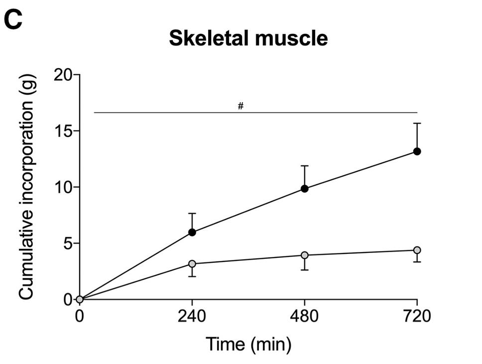 Crecimiento muscular con diferentes ingestas de proteina