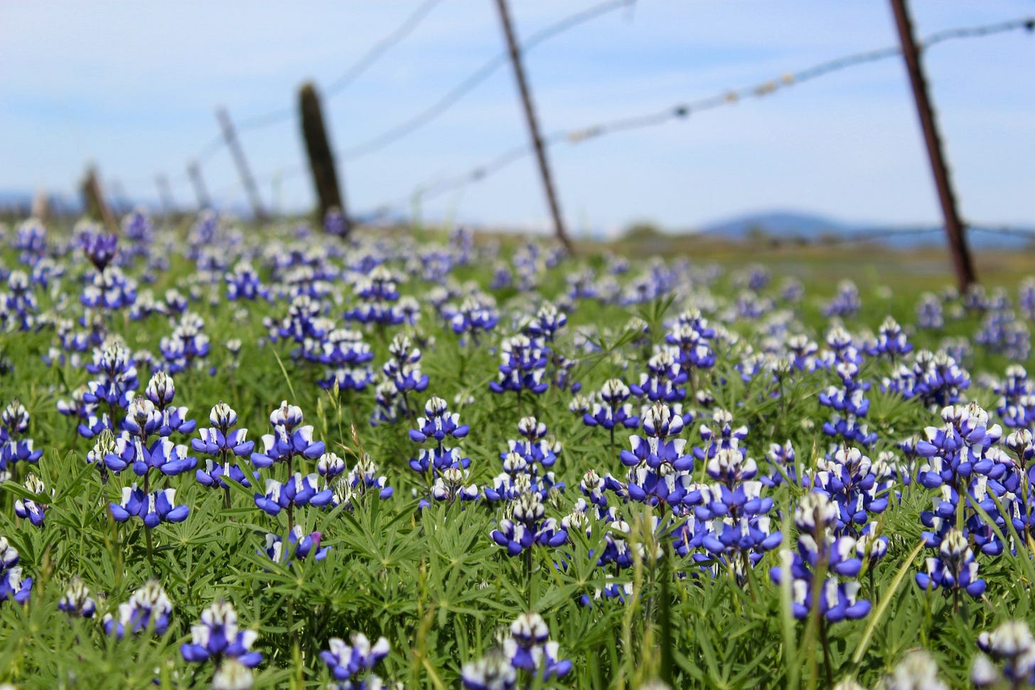 Blue Lupines growing by a fence Blue Lupines growing by a fence