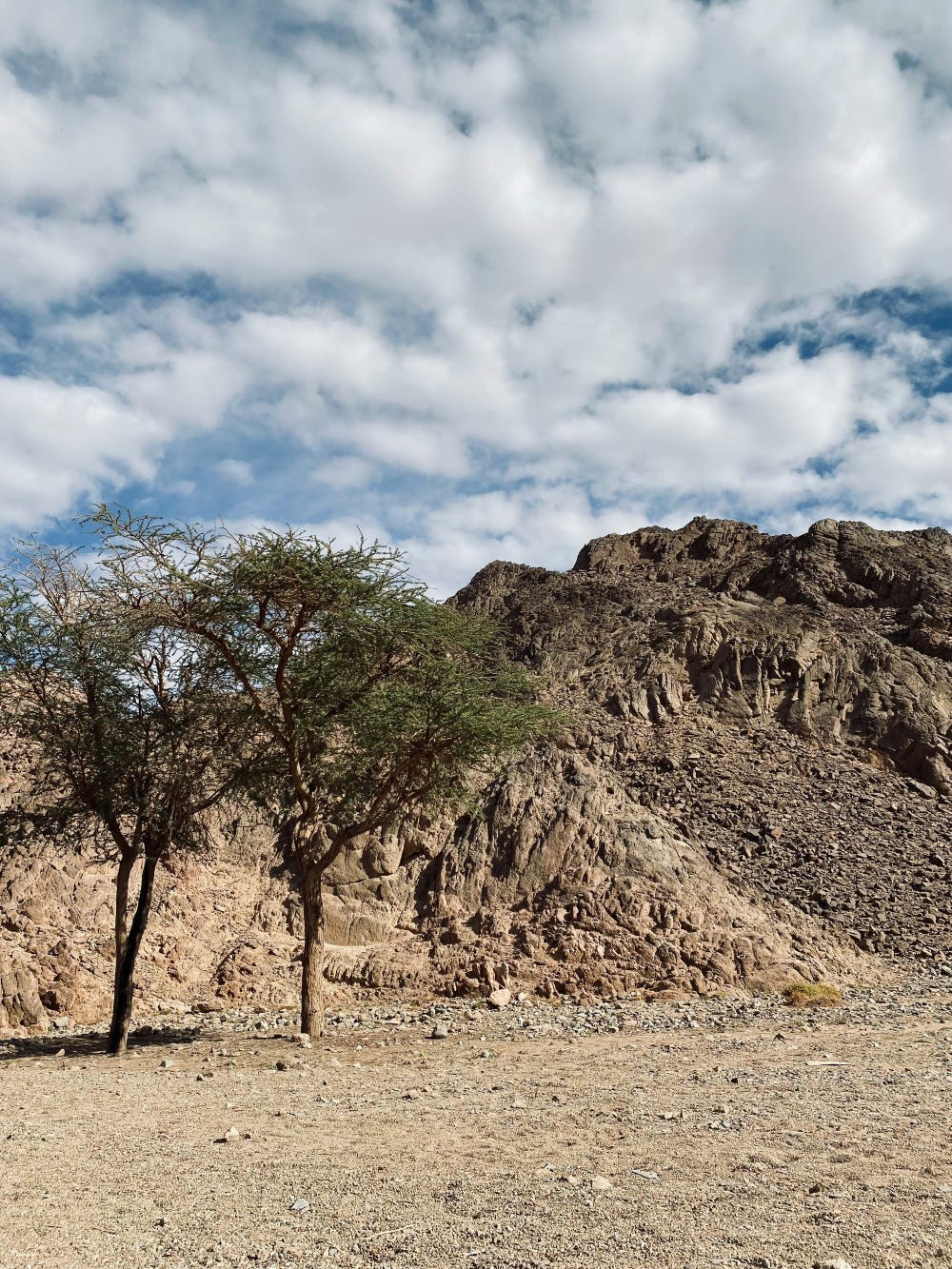 Gray-brown rocky mountain behind rocky plain with two scrubby trees