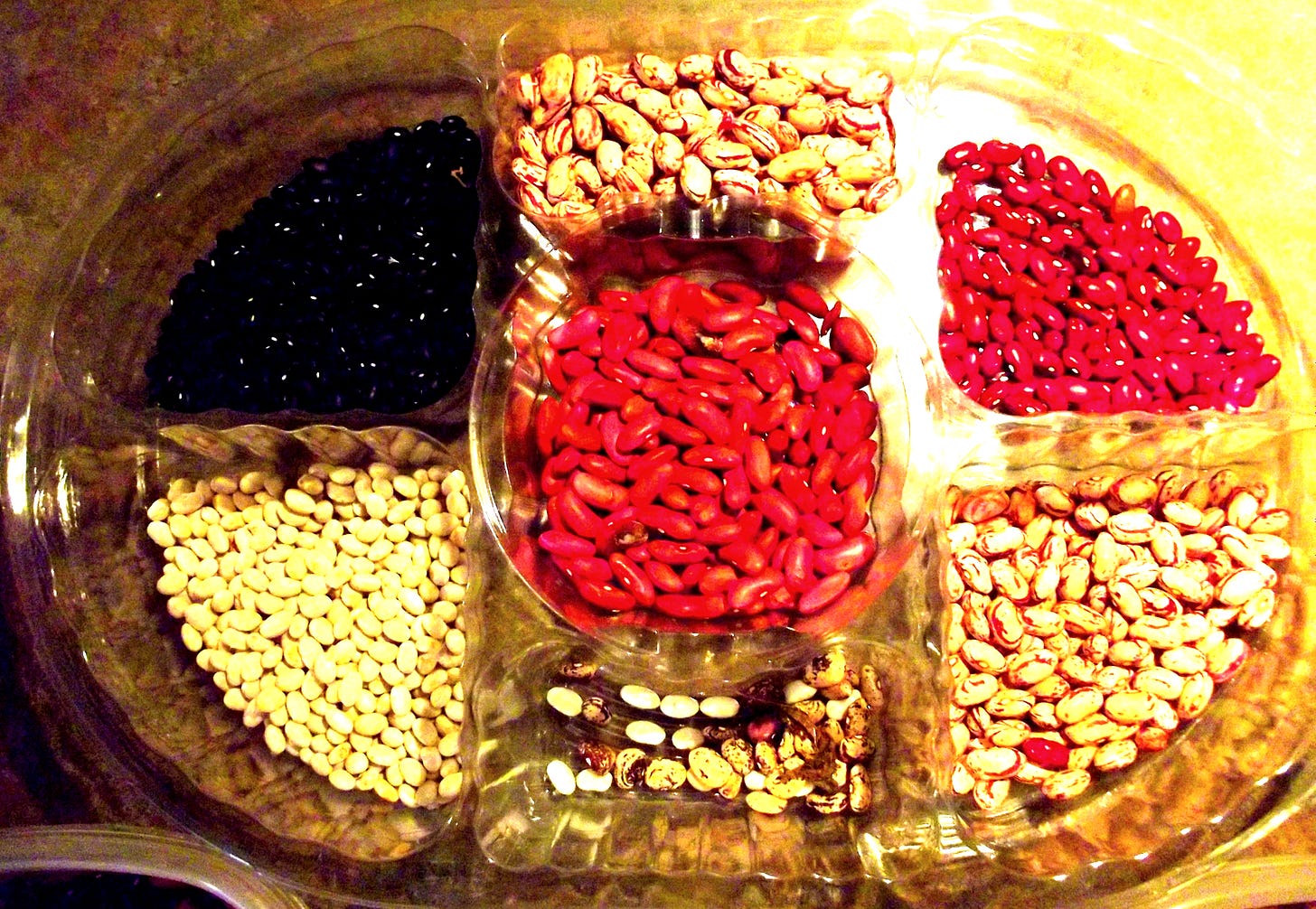 Bean Seeds