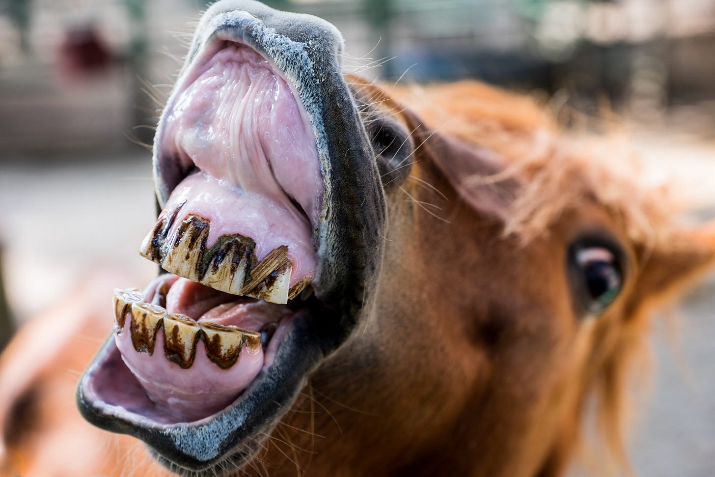 Funny smiling horse portrait - Exceptional Smiles