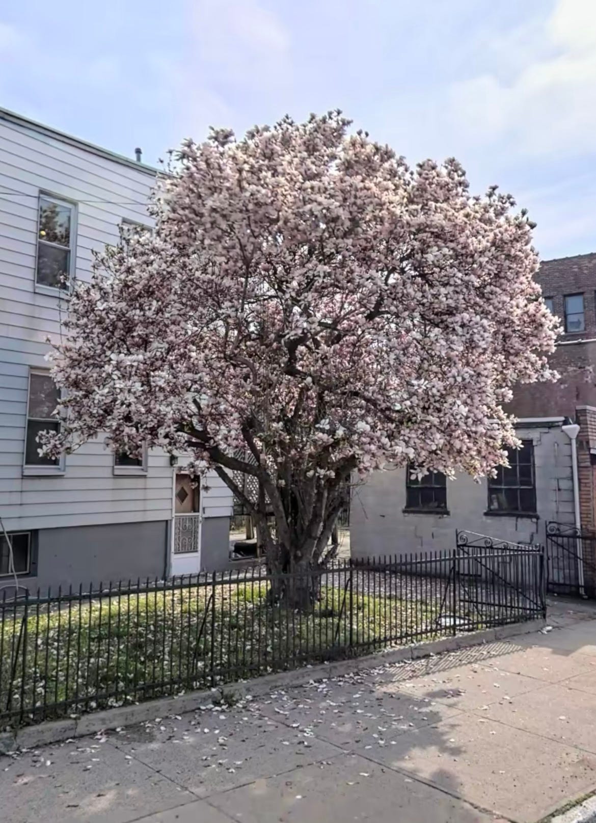 A gorgeous magnolia tree in full bloom!