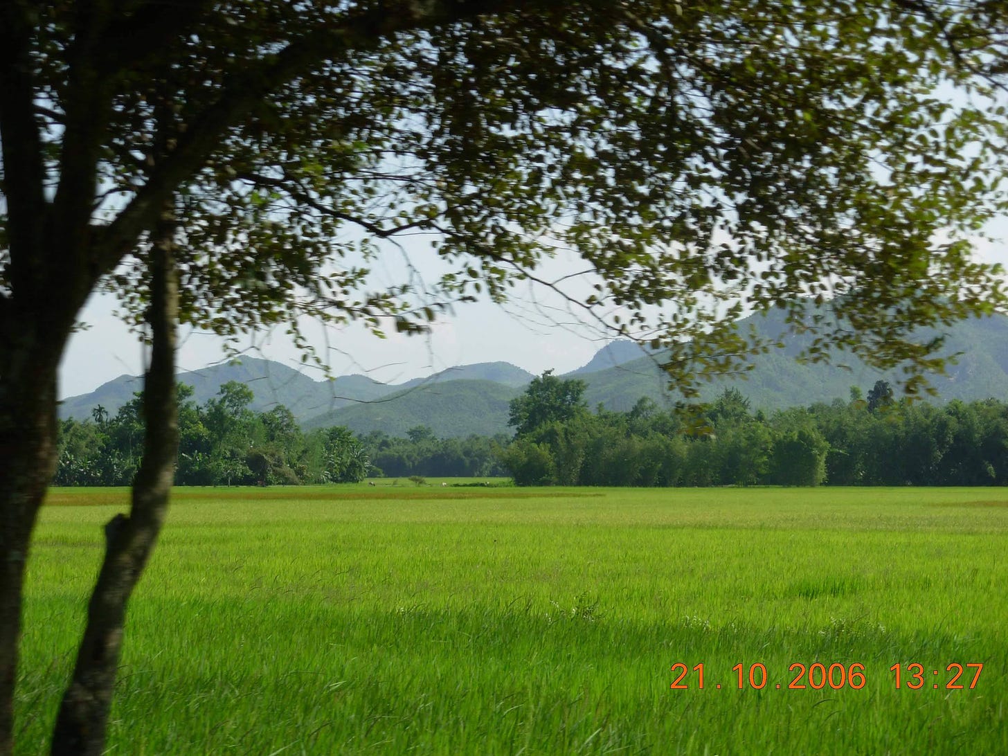a green rice field in front of a grove of trees and blue-green hills. A tree in the foreground. The time stamps says 21.10.2006