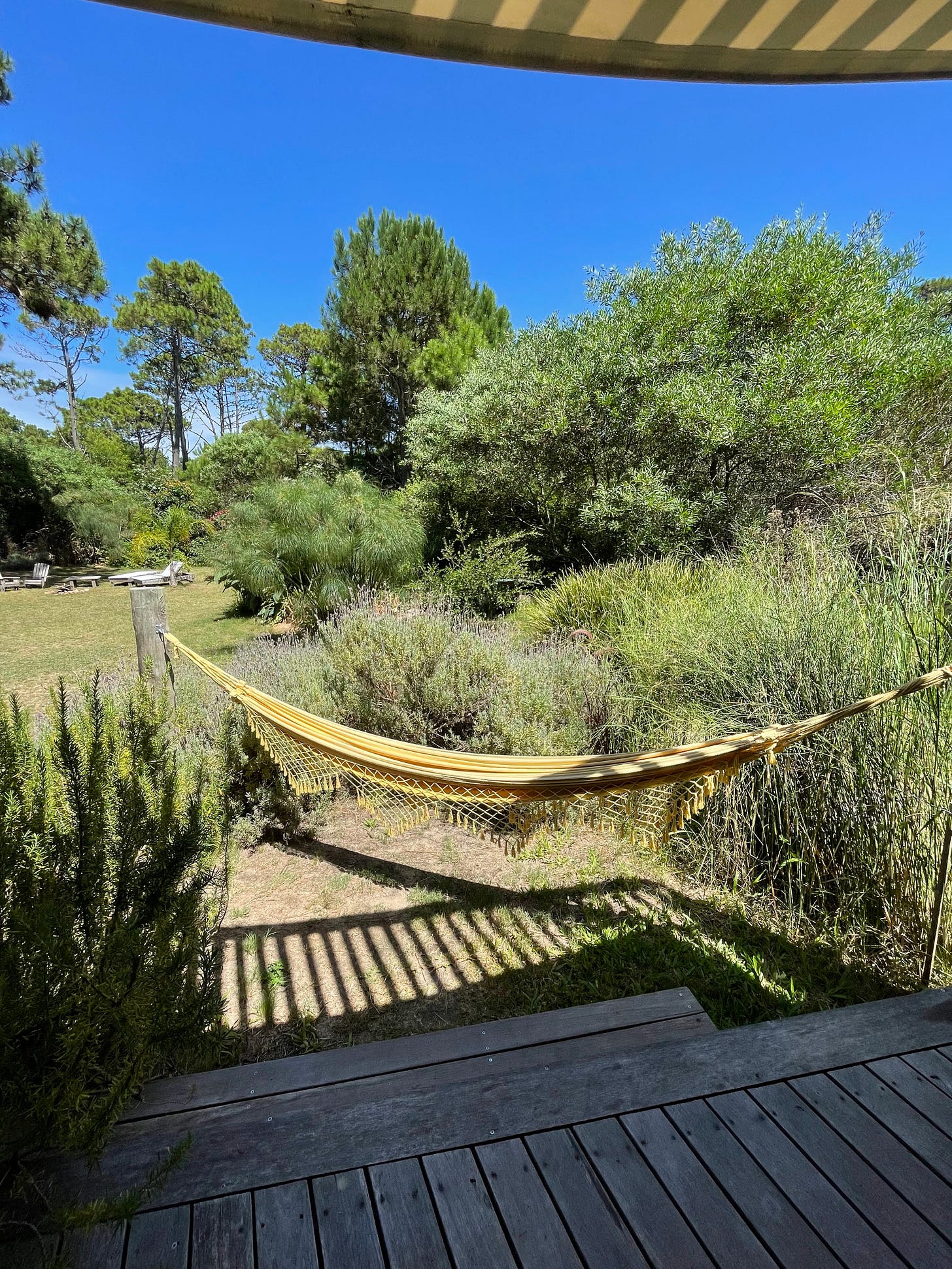 a hammock in the middle of many large green trees and blue sky