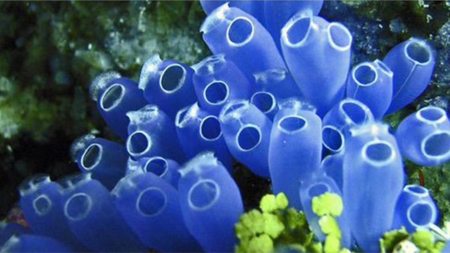 Blue Tunicates