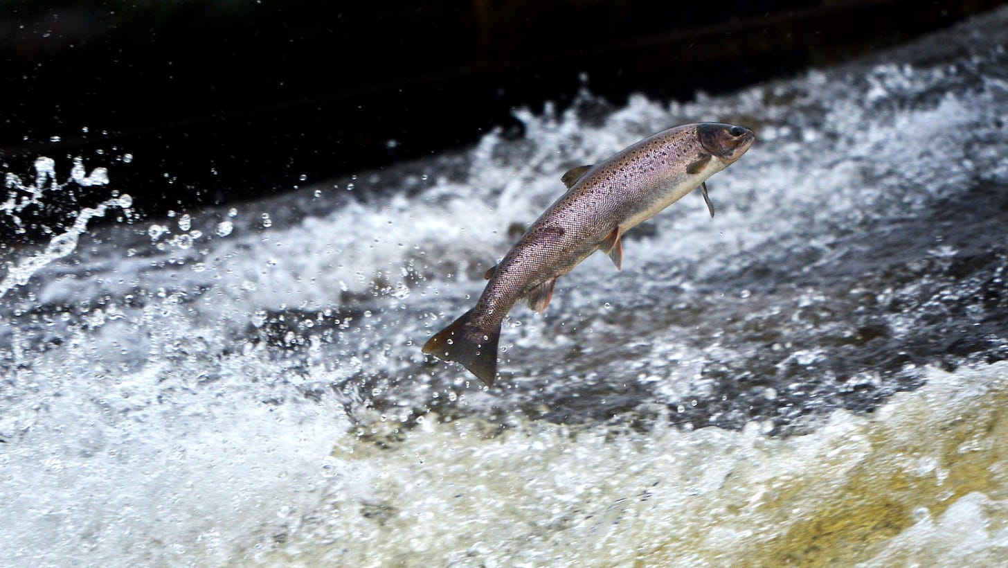 Warming Waters Challenge Atlantic Salmon, Both Wild and Farmed - Yale E360