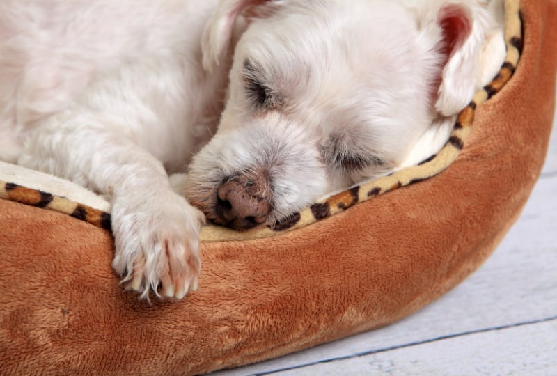 Do Bed Bugs Bite Dogs? Can Dogs Get Them? - Hygea Products