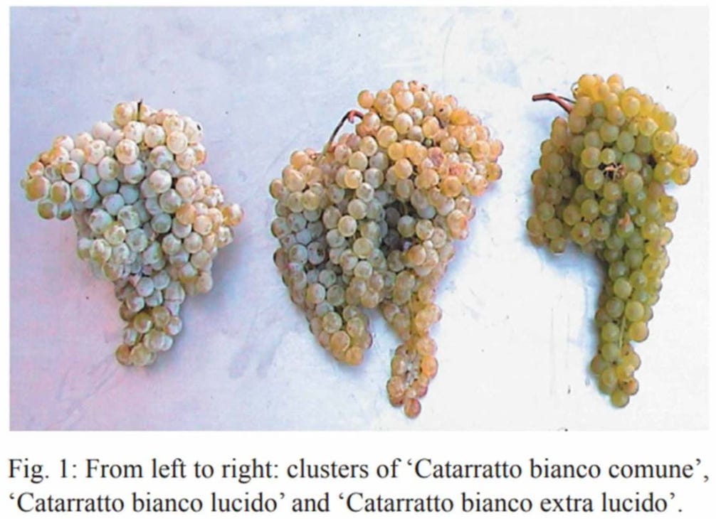 Catarratto grape clusters