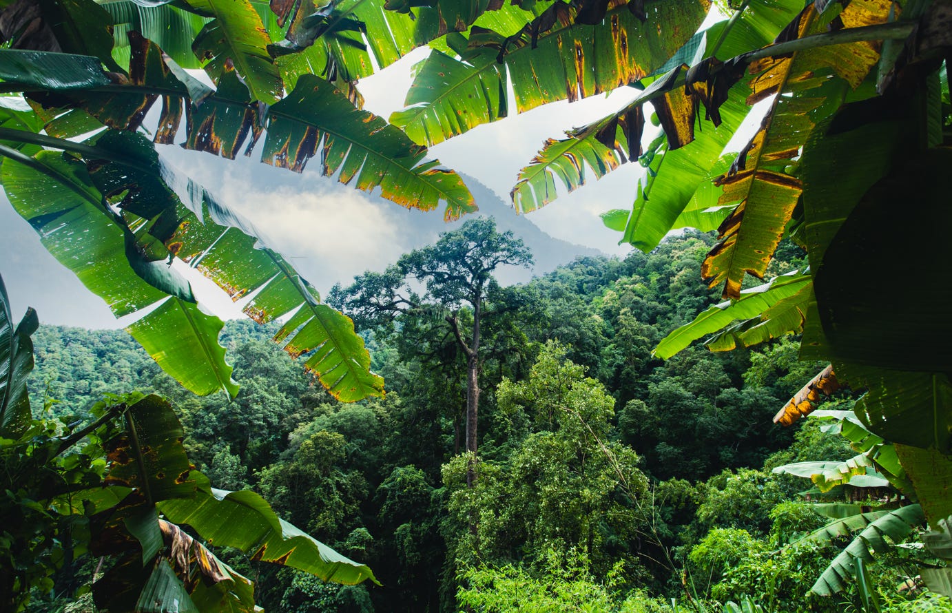 A view through a banana leafed tree

Description automatically generated with medium confidence