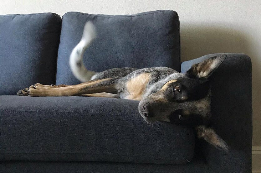 Scout the blue heeler taking a nap on the couch