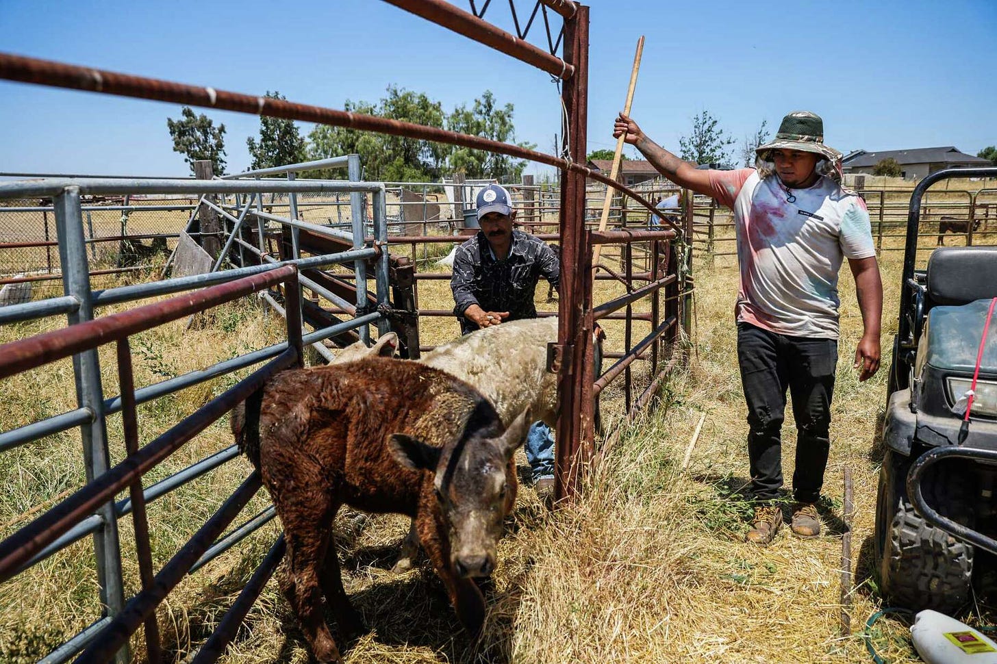 Melvin Lopez, a former San Francisco drug dealer from Honduras, works with another man on a farm vaccinating cows on Jersey Island in Contra Costa County.