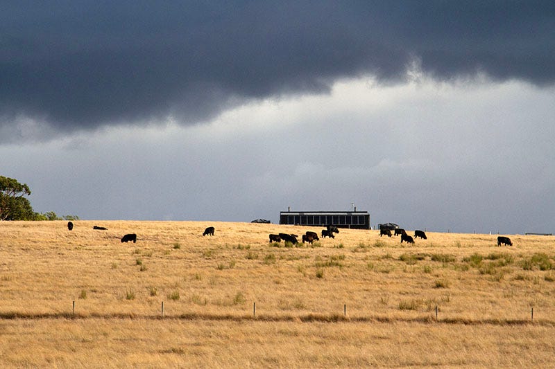 Cows grazing on a hill with rain clouds behind them on French Island.