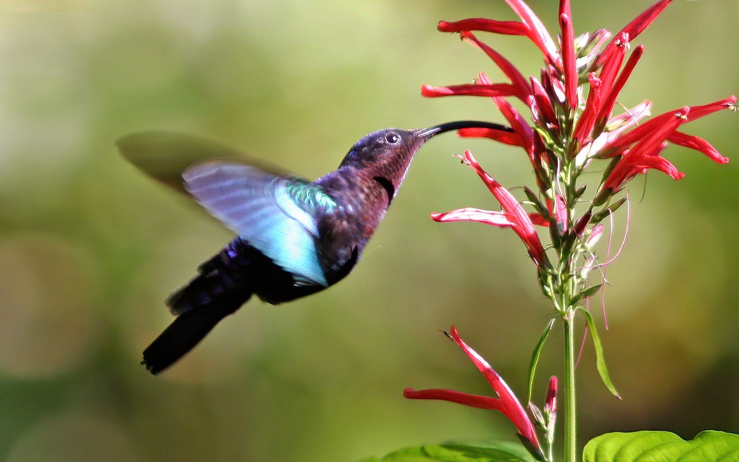 A hummingbird, its wings outstretched and shimmering with iridescent colors, hovers before a vibrant red flower, its long beak poised to sip nectar. The scene evokes the beauty and vitality of nature, encouraging the viewer to pause, observe, and appreciate the intricate patterns and interconnectedness of the world around us.