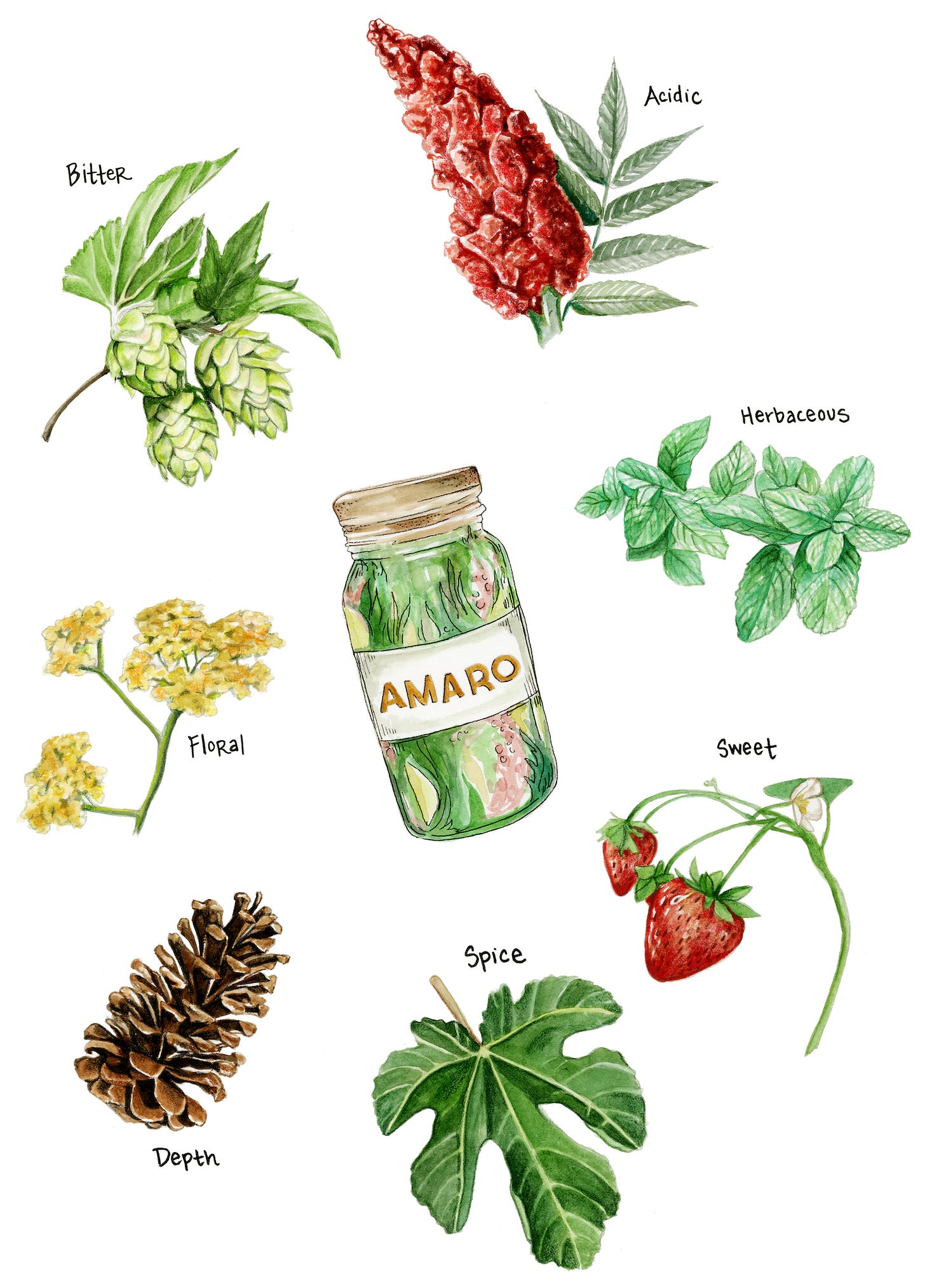 A painting of a jar labeled amaro with plant ingredients circling around it. Hops, yarrow, a pinecone, a fig leaf, strawberries and mint all surround it. 