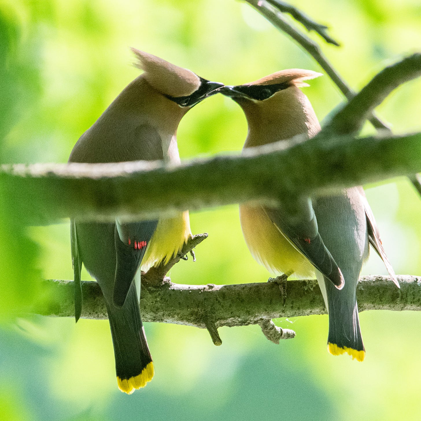 Two cedar waxwings perched next to each other, kissing, partially obstructed by a branch in the foreground