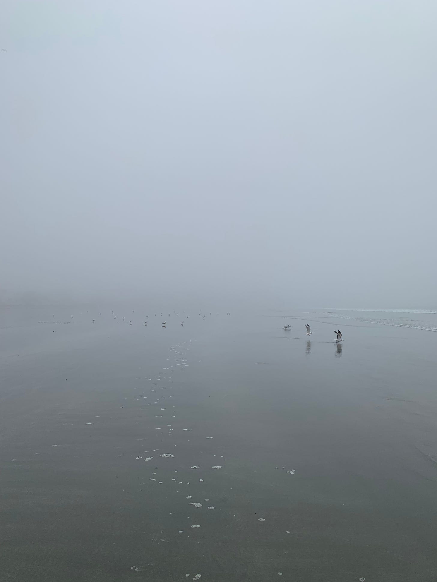 A foggy coastal morning at the beach in southern maine. A flock of birds are spread out by the water, a couple are taking flight.