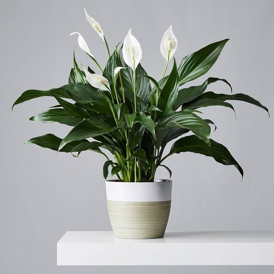 How to Grow and Care for Peace Lilies