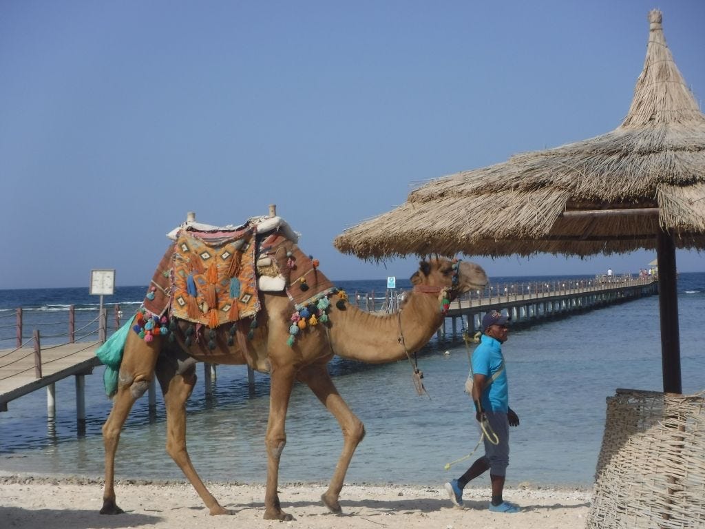 Camel walking on the beach in Egypt