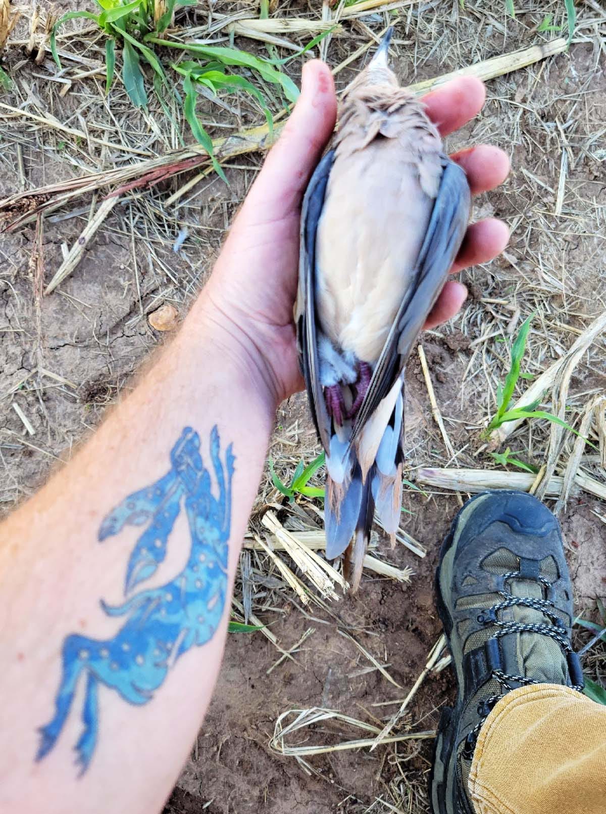 Holding a dove. 