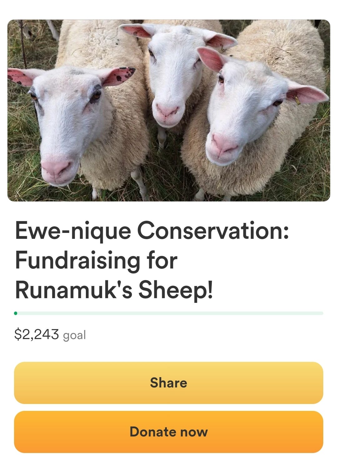 fundraising for Runamuk's sheep