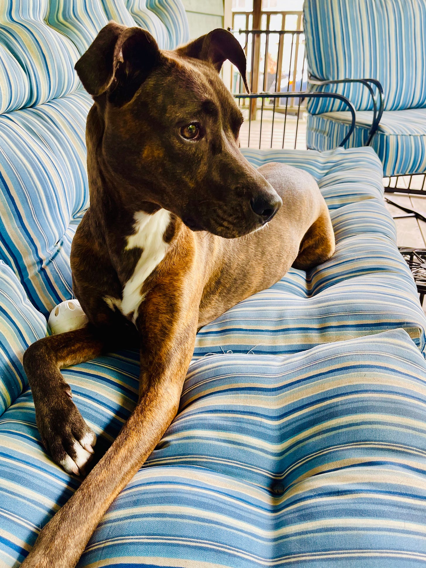 dog on outdoor couch with wiffle ball, looking sideways