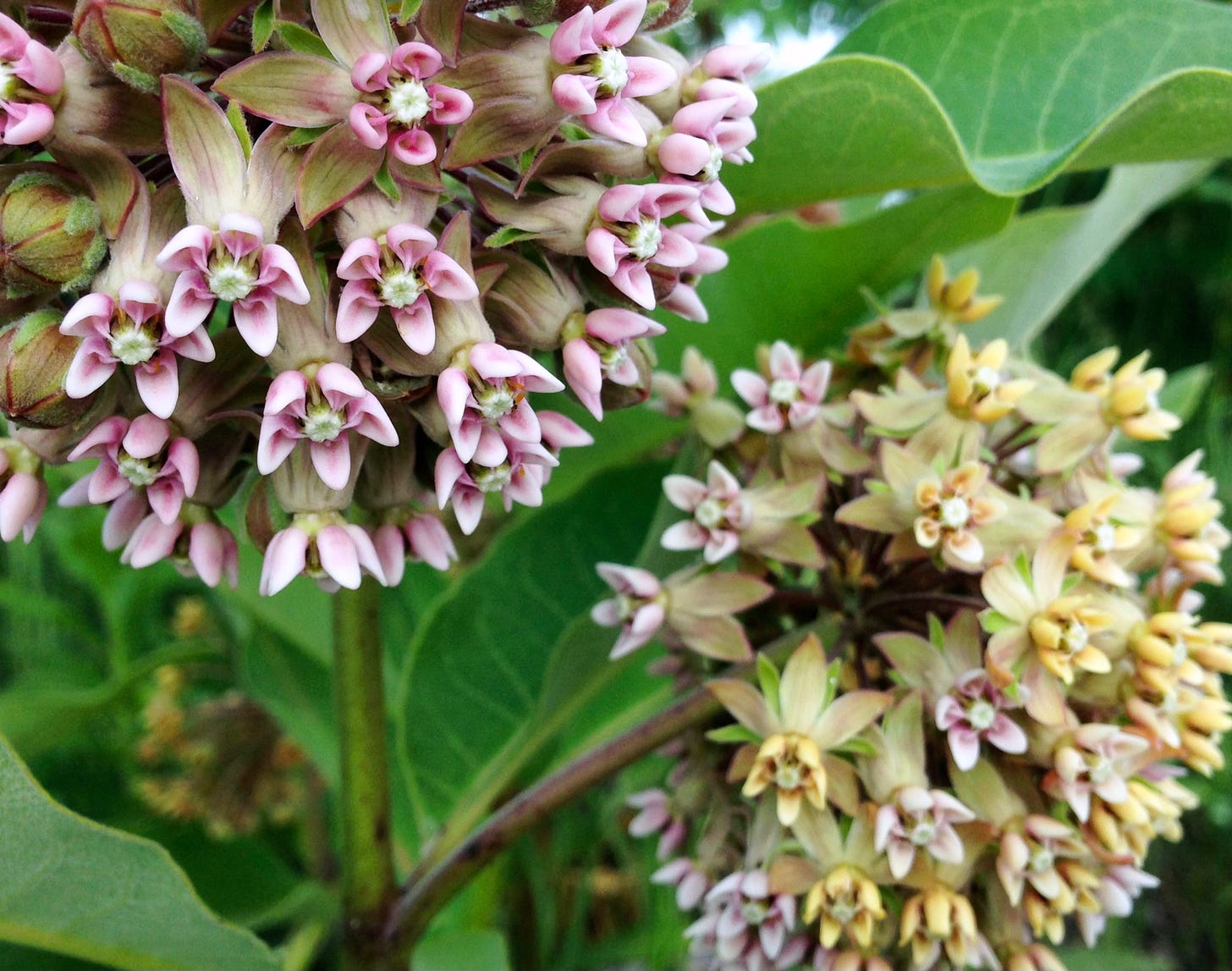 Common Milkweed blossoms, in pink and yellow.