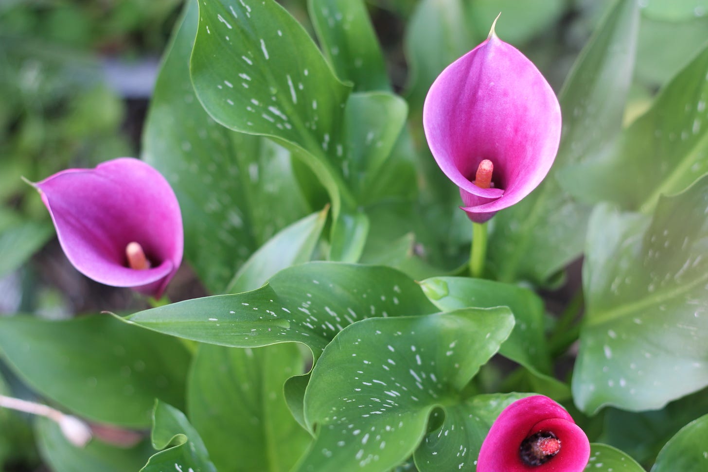 Closeup of three magenta calla lily blooms and some of the green foliage, which is tapered and speckled with white dots.