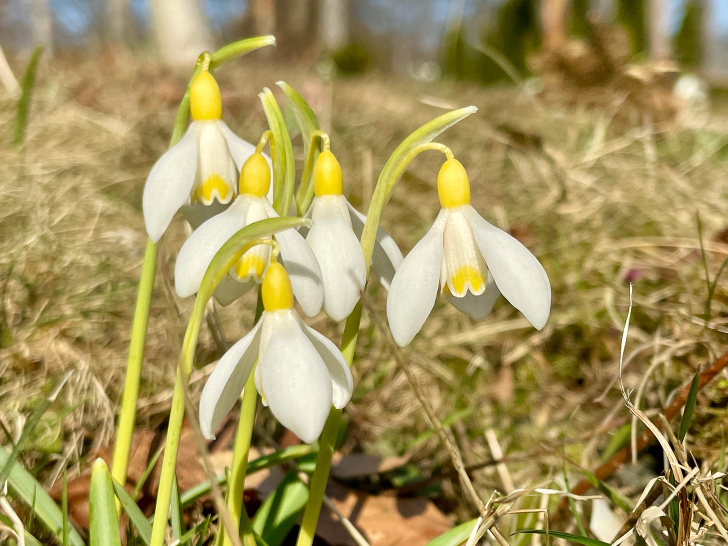 Galanthus ‘Spindlestone Surprise’ is a yellow snowdrop that is a vivid butter yellow on flower and stem. They show up well in the Birch Walk, and have multiplied from one bulb two years ago. Galanthus ‘Spindlestone Surprise’ is a yellow snowdrop that is a vivid butter yellow on flower and stem. They show up well in the Birch Walk, and have multiplied from one bulb two years ago.