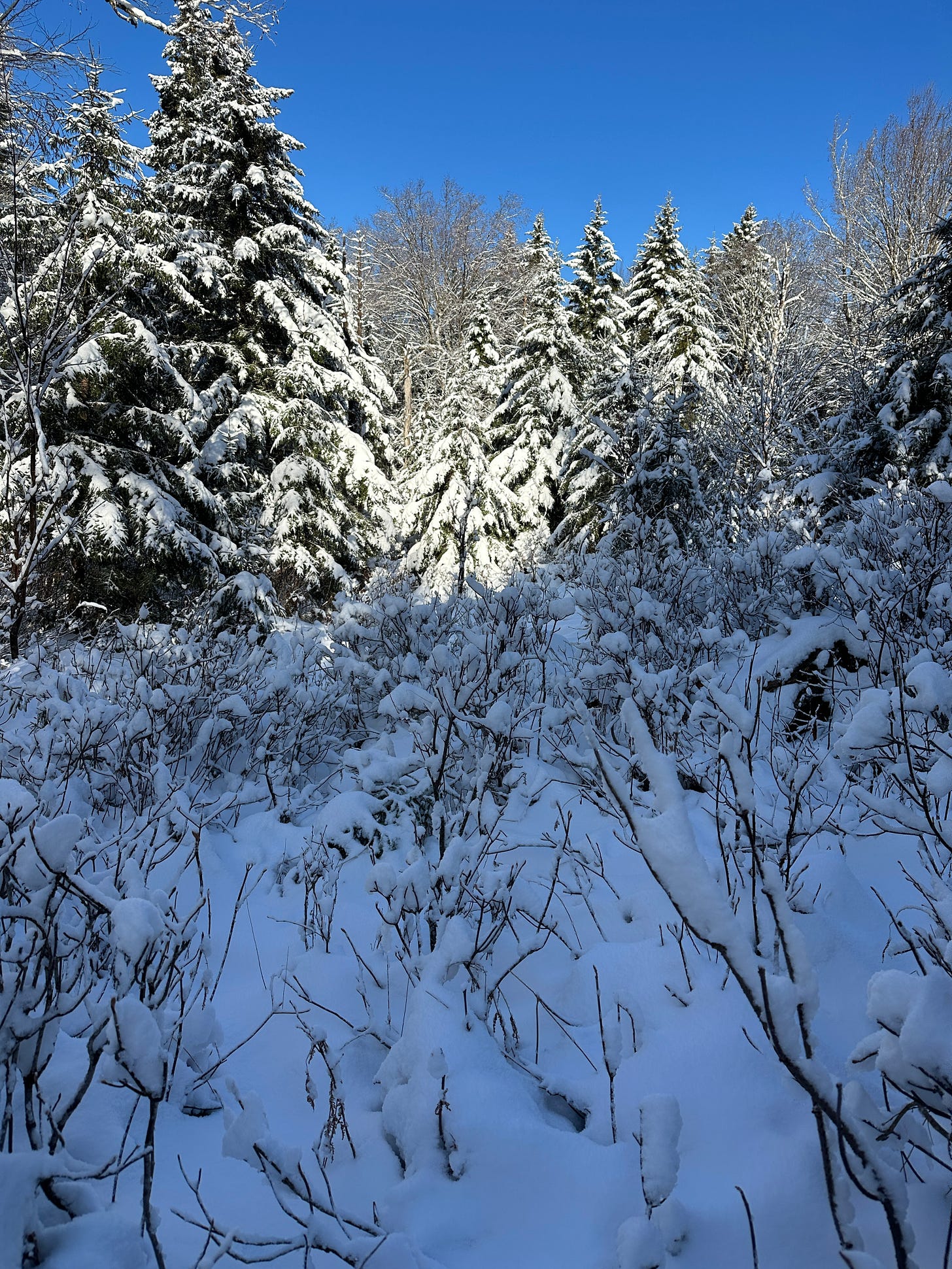 Hobblebush covered with snow surrounded by snow covered spruce.