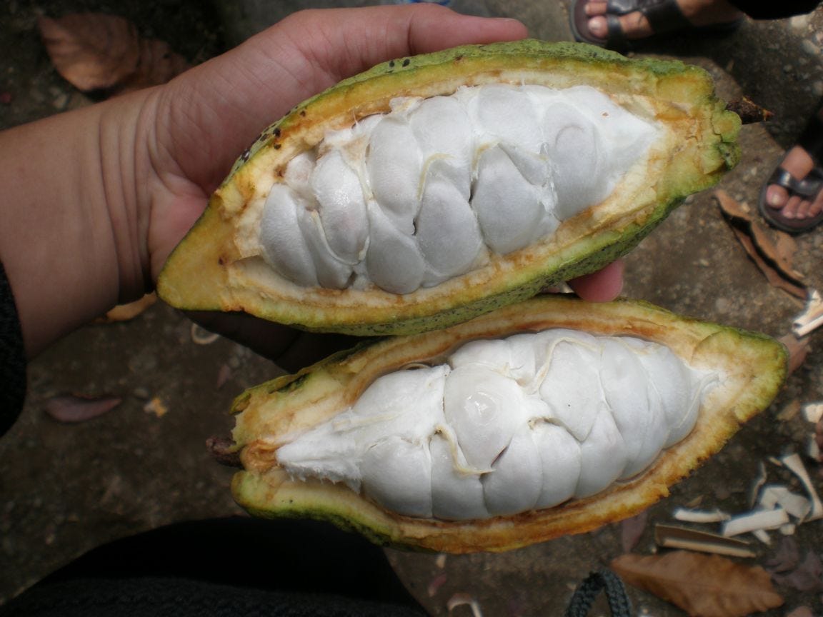 The Journey From Cacao Pod to Chocolate | EHChocolatier