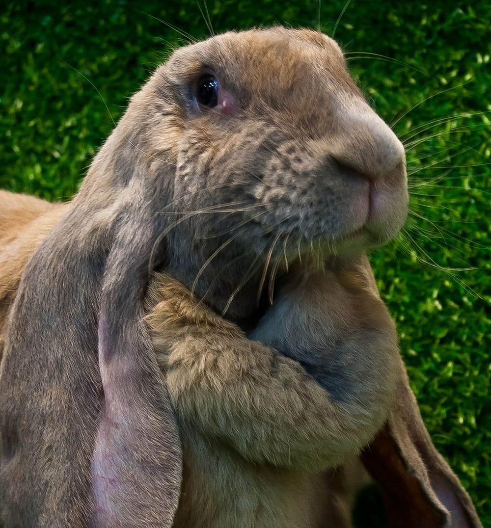 English lop rabbit