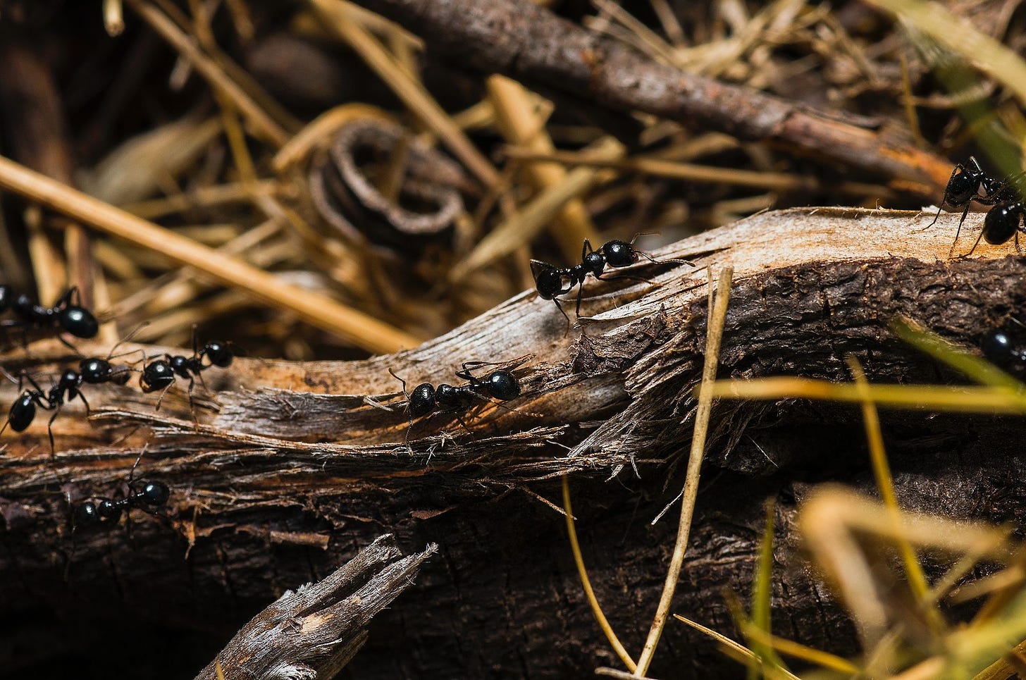 Photo of ants on a log via Pexels