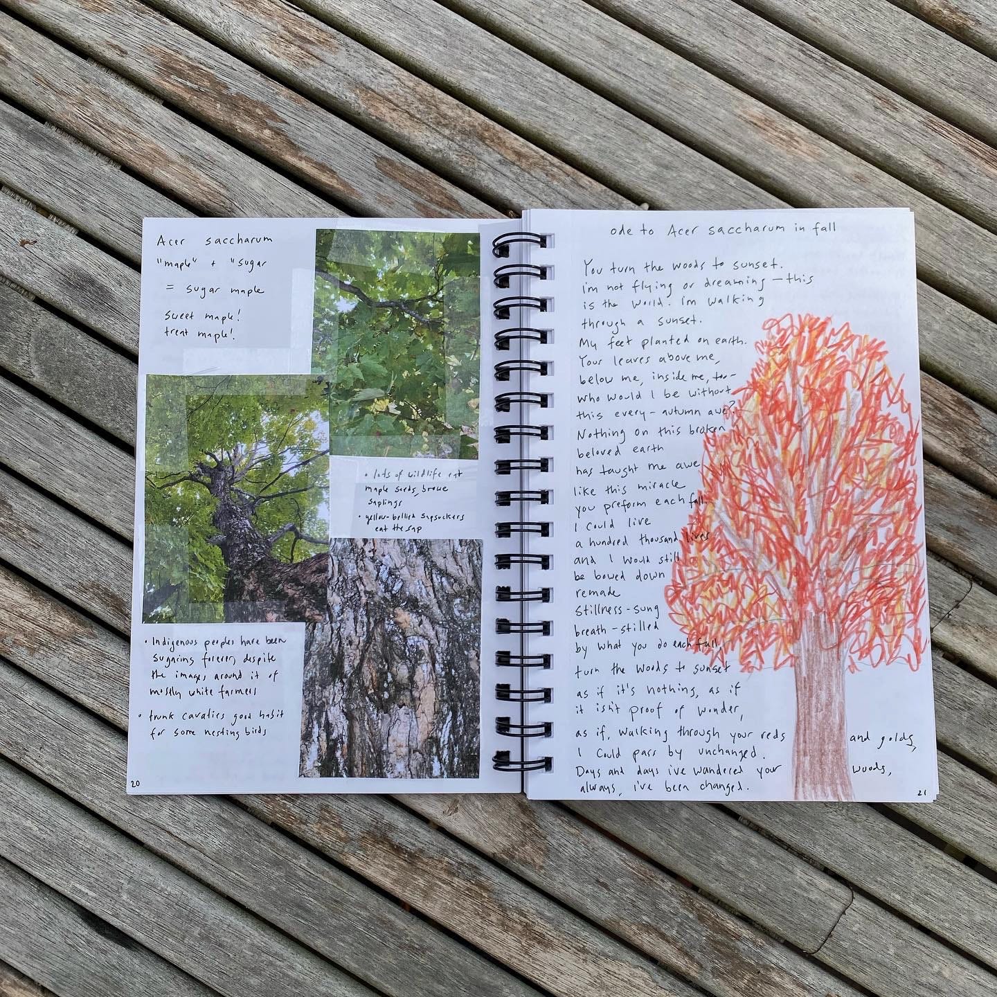 My plant journal open to a spread with photos of a sugar maple and a drawing of its red foliage.